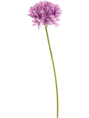 Agapanthus