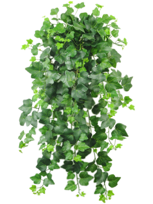 Ivy Gala