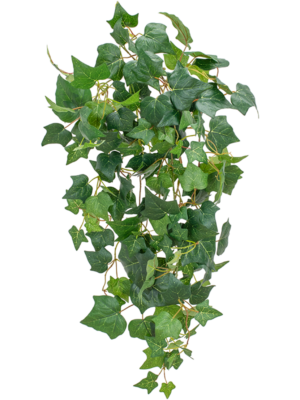 Ivy