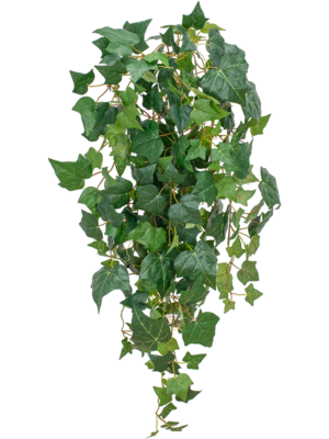 Ivy