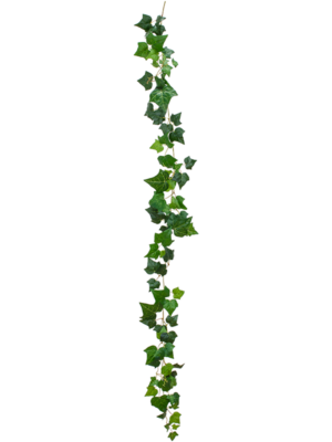 Ivy
