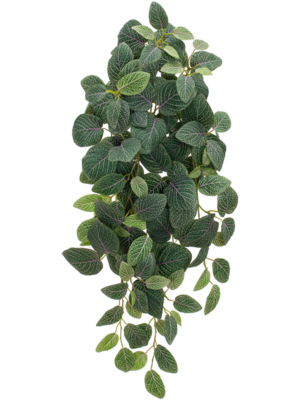 Fittonia
