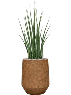 Sansevieria cylindrica 'Fernwood Mikado' in Mineral