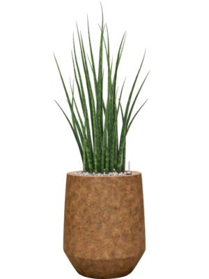 Sansevieria cylindrica 'Fernwood Mikado' in Mineral