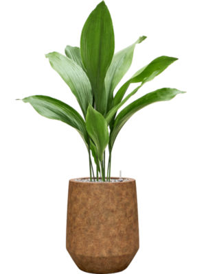 Aspidistra elatior in Mineral