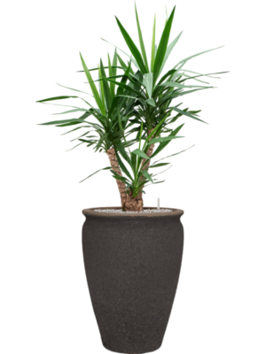Yucca elephantipes in Mediterranean