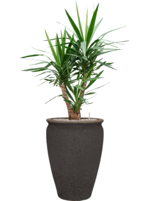 Yucca elephantipes in Mediterranean