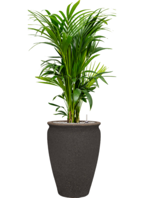Kentia (Howea) forsteriana in Mediterranean