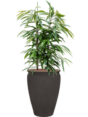 Ficus binnendijkii 'Amstel King' in Mediterranean