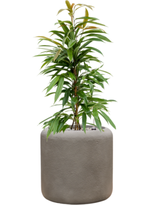 Ficus binnendijkii 'Amstel King' in Baq Nucast