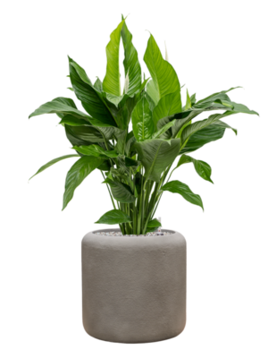 Spathiphyllum 'Sweet Lauretta' in Baq Nucast
