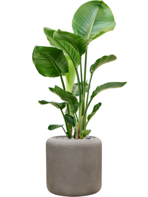 Strelitzia nicolai in Baq Nucast