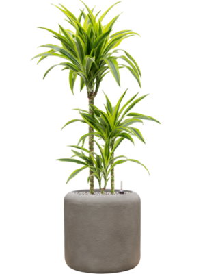 Dracaena fragrans 'Lemon Lime' in Baq Nucast