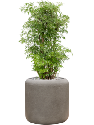 Aralia (Polyscias) 'Ming' in Baq Nucast