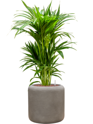 Kentia (Howea) forsteriana in Baq Nucast