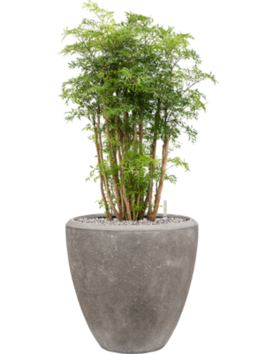 Aralia (Polyscias) 'Ming' in Baq Polystone Plain