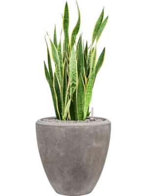 Sansevieria trifasciata 'Laurentii' in Baq Polystone Plain