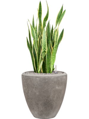 Sansevieria trifasciata 'Laurentii' in Baq Polystone Plain