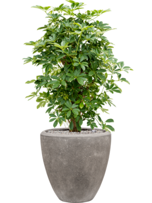 Schefflera arboricola 'Compacta' in Baq Polystone Plain