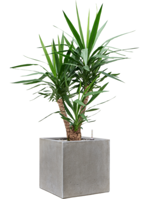 Yucca elephantipes in Antwerp