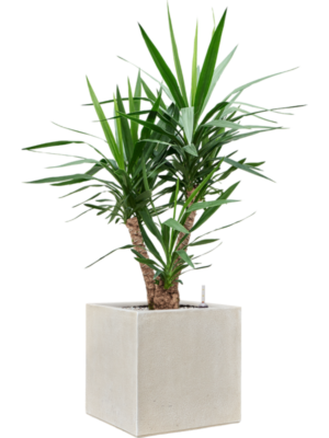 Yucca elephantipes in Antwerp