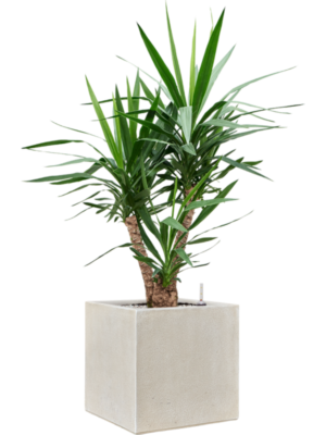 Yucca elephantipes in Antwerp