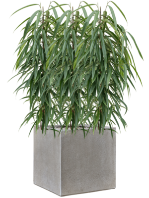 Ficus binnendijkii 'Alii' in Antwerp