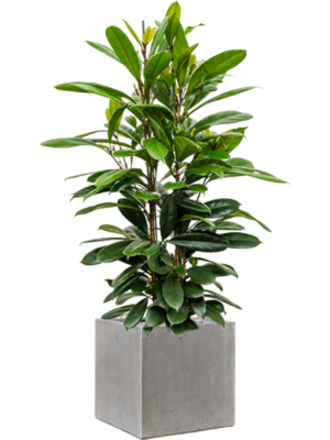 Ficus cyathistipula in Antwerp