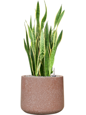 Sansevieria trifasciata 'Laurentii' in Baq Terrazzo