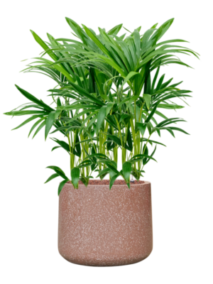 Kentia (Howea) forsteriana in Baq Terrazzo