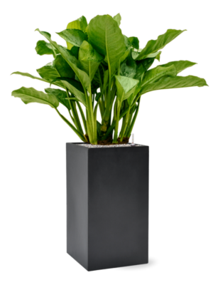 Aglaonema 'Freedman' in Baq Basic