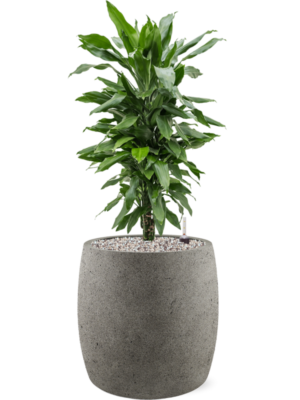 Dracaena fragrans 'Janet Lind' in Grigio