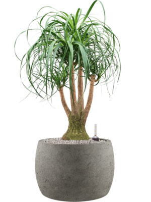 Beaucarnea recurvata in Grigio