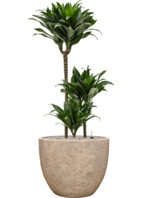 Dracaena fragrans 'Compacta' in Coast Mountains
