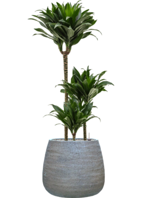 Dracaena fragrans 'Compacta' in Dolomites