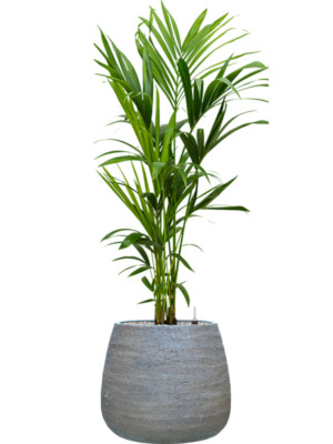 Kentia (Howea) forsteriana in Dolomites