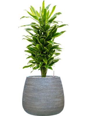 Dracaena fragrans 'Golden Coast' in Dolomites