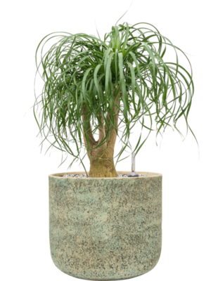 Beaucarnea recurvata in Mont Blanc