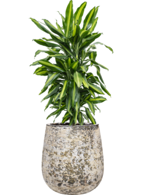 Dracaena fragrans 'Cintho' in Baq Atlas