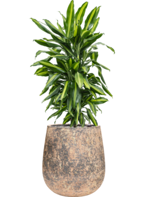 Dracaena fragrans 'Cintho' in Baq Atlas