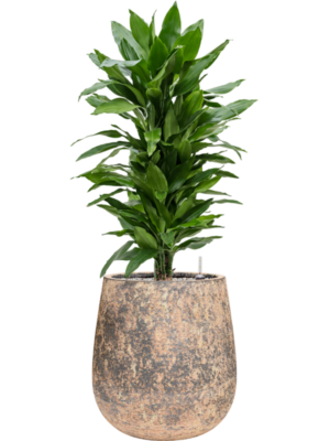 Dracaena fragrans 'Janet Lind' in Baq Atlas