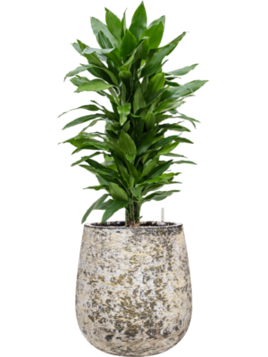 Dracaena fragrans 'Janet Lind' in Baq Atlas