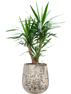 Yucca elephantipes in Baq Atlas