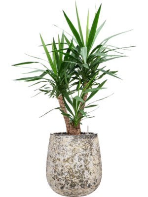 Yucca elephantipes in Baq Atlas