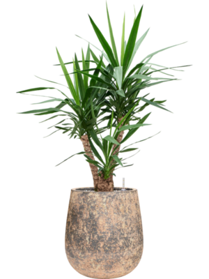Yucca elephantipes in Baq Atlas