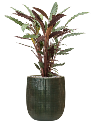 Calathea rufibarba 'Wavestar' in Plain Striped