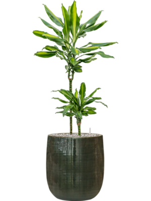 Dracaena fragrans 'Cintho' in Plain Striped