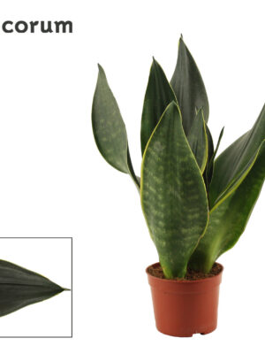 Sansevieria Black Diamond