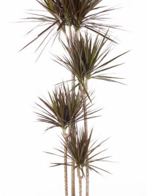 Dracaena marginata 'Magenta'