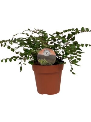 Pellaea rotundifolia